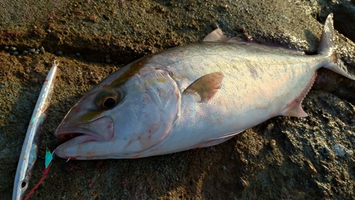 カンパチの釣果