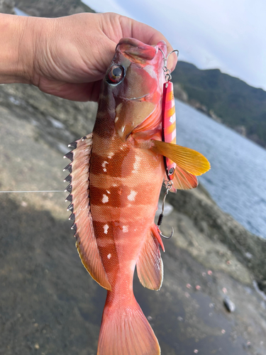 アカハタの釣果