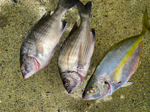 チヌの釣果