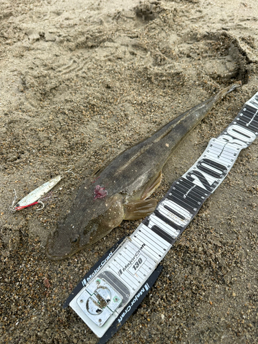 マゴチの釣果