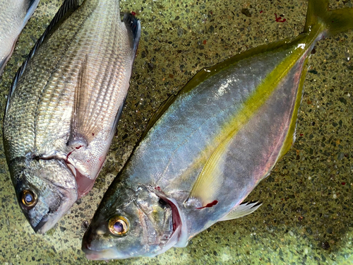 シマアジの釣果