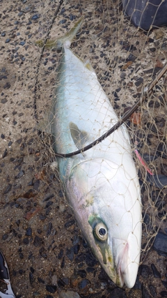 メジロの釣果