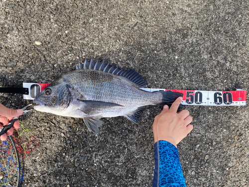 チヌの釣果