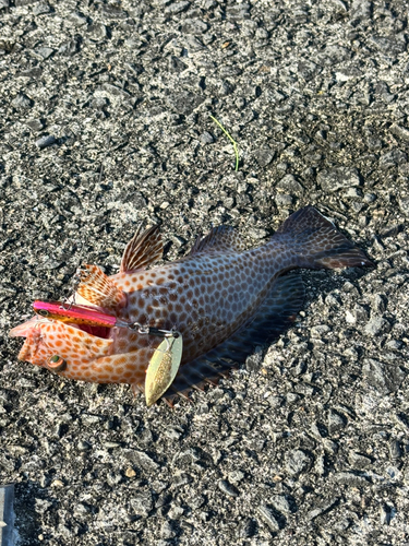 オオモンハタの釣果