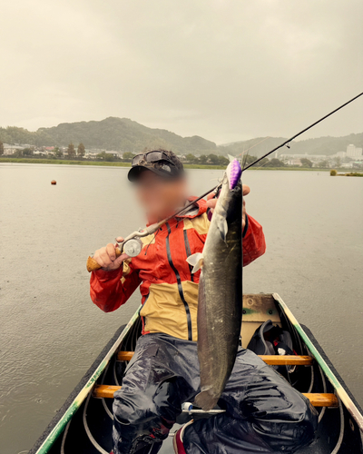 ナマズの釣果