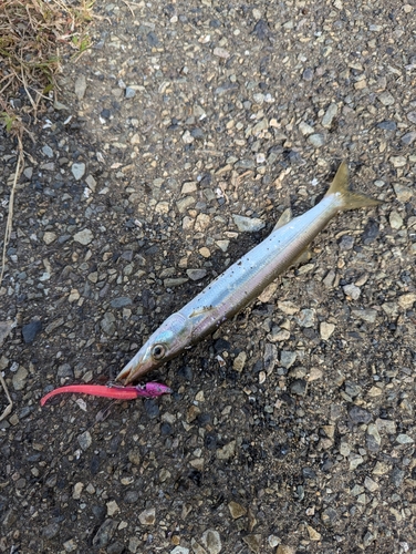 アカカマスの釣果