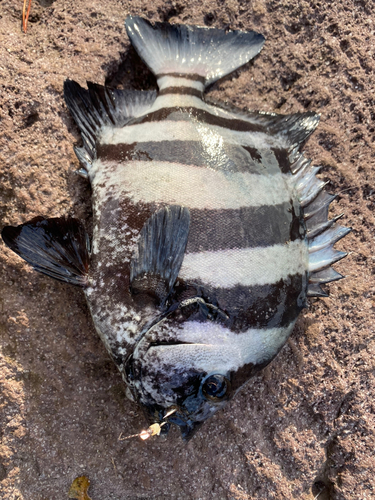 イシダイの釣果