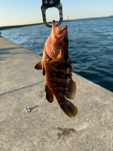 キジハタの釣果