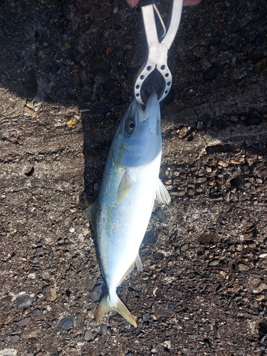 ワカシの釣果