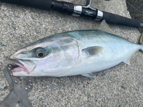 ハマチの釣果