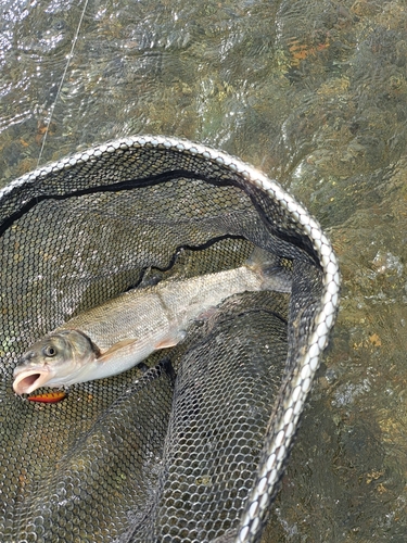 ウグイの釣果