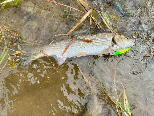 ウグイの釣果