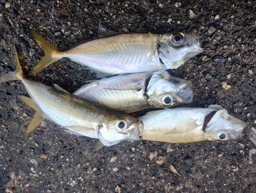 アジの釣果