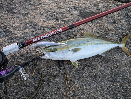 ヤズの釣果