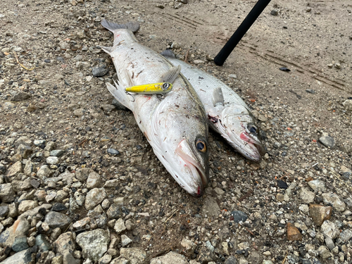 マルスズキの釣果