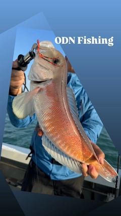 シロアマダイの釣果