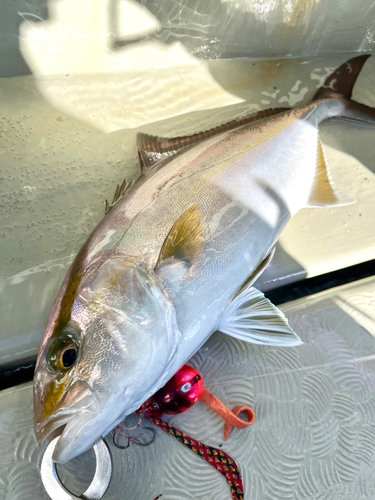 ショゴの釣果