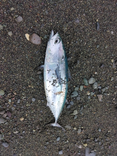 ヒラソウダの釣果