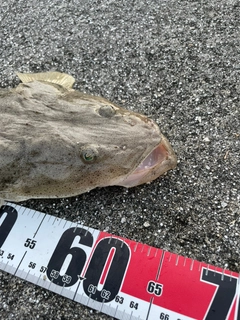 ミナミマゴチの釣果