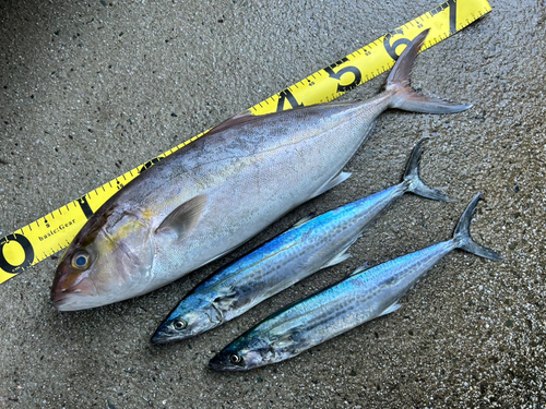 カンパチの釣果