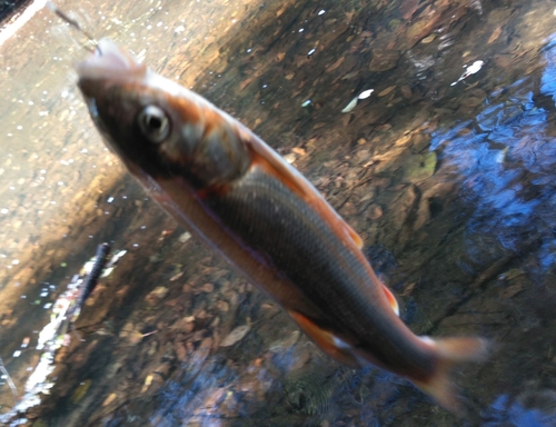 ウグイの釣果