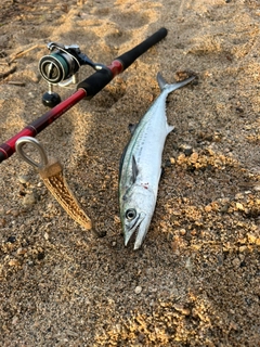 サゴシの釣果