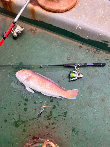 アマダイの釣果