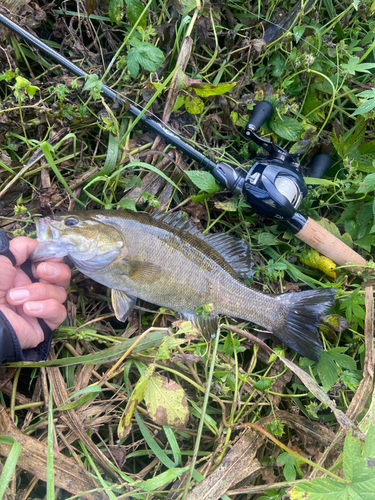 スモールマウスバスの釣果