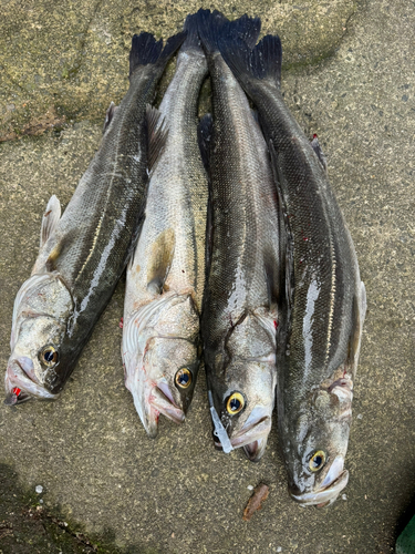 シーバスの釣果