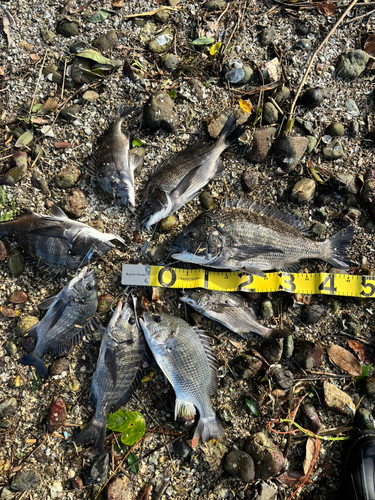 クロダイの釣果