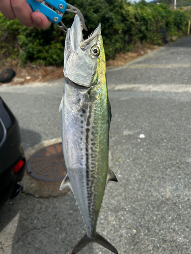 サゴシの釣果