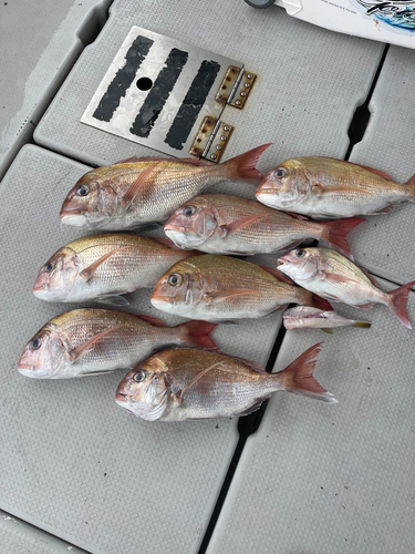 マダイの釣果