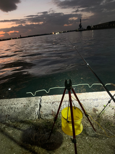 ヒイカの釣果