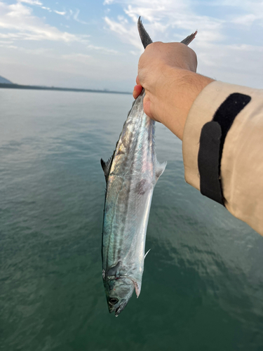 サゴシの釣果