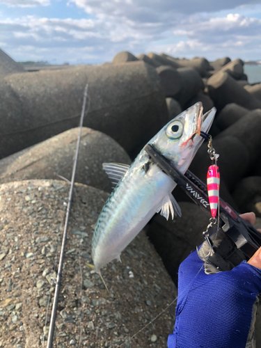 サバの釣果