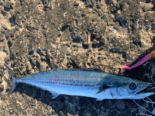 サゴシの釣果