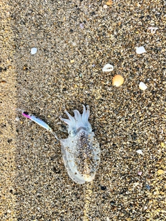 シリヤケイカの釣果