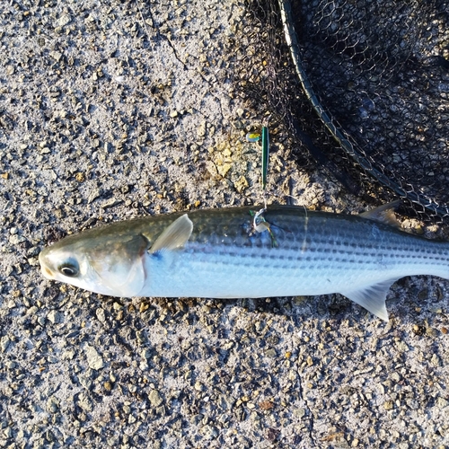 サゴシの釣果