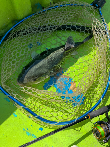 トラフグの釣果