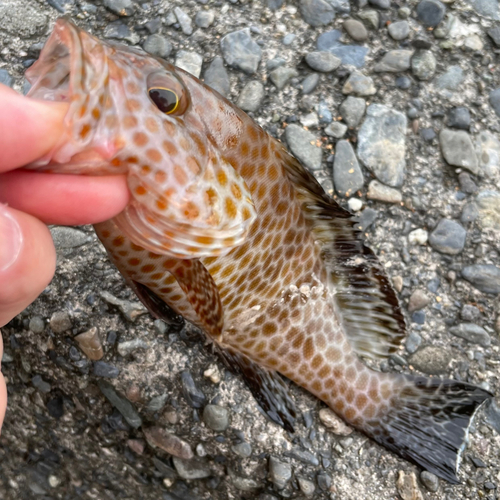 オオモンハタの釣果