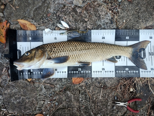 ニゴイの釣果