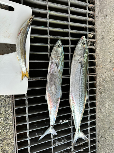 サゴシの釣果