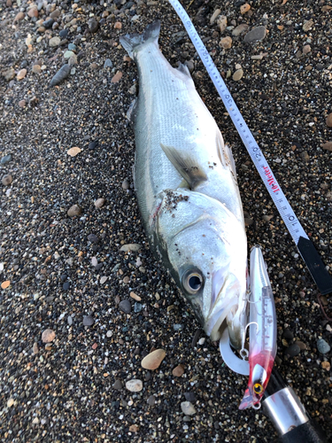 スズキの釣果