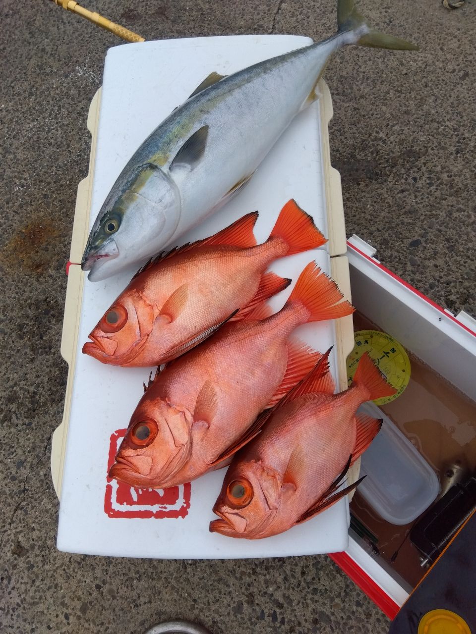 せどおと丸さんの釣果 3枚目の画像