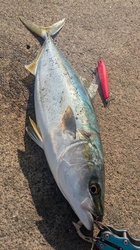 ヤズの釣果