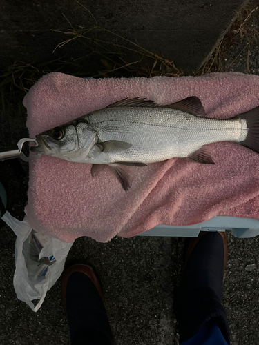 セイゴ（ヒラスズキ）の釣果