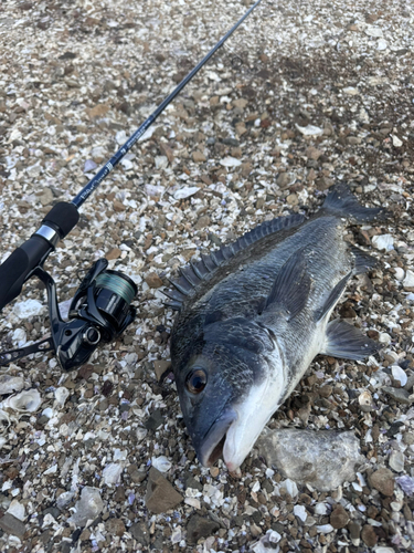 チヌの釣果