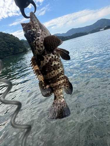 チャイロマルハタの釣果