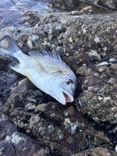 キビレの釣果