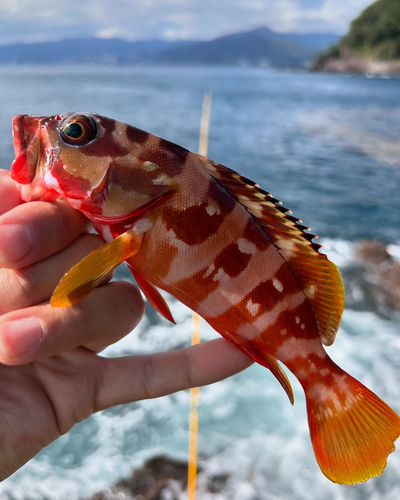 アカハタの釣果